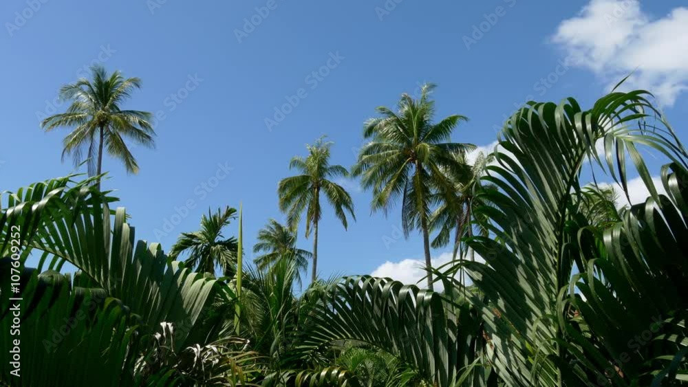 summer sunny day juicy green plants blue sky panorama 4k thailand
summer sunny day juicy green plants blue sky panorama 4k thailand