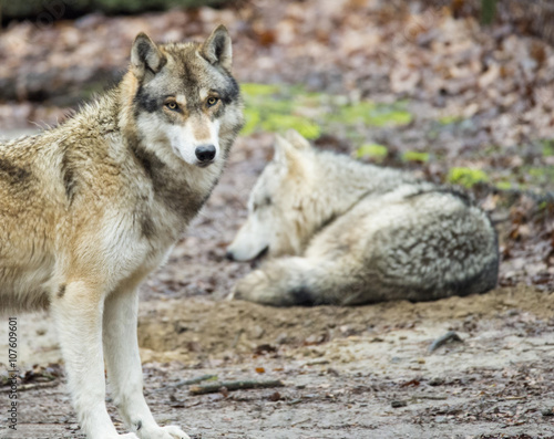 Two gray wolves together.