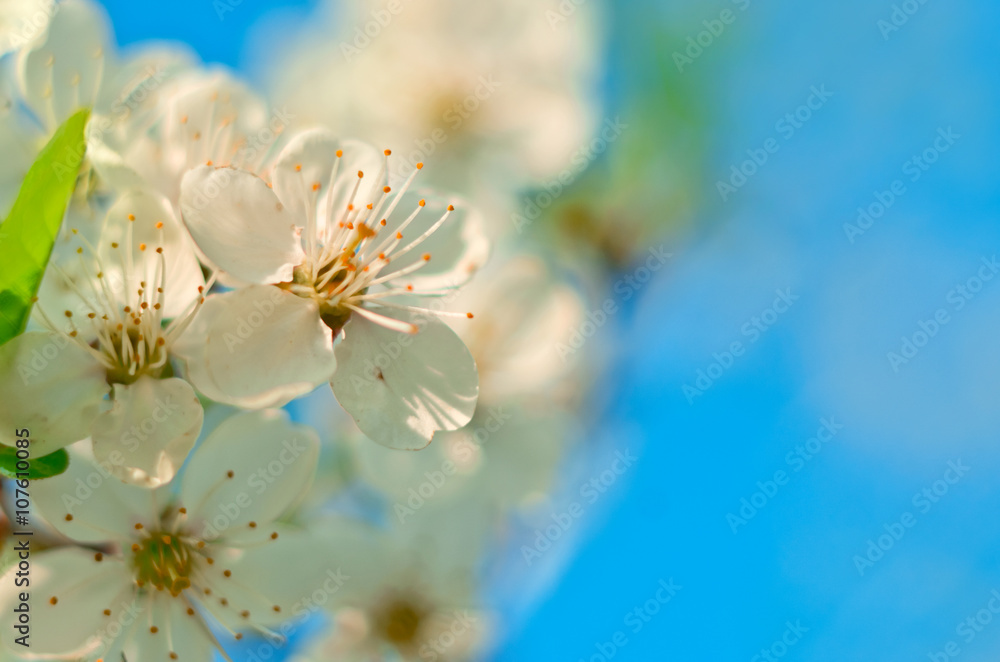 Fototapeta white cherry tree flower in spring, soft focus