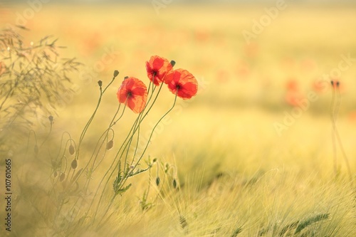 Fototapeta Naklejka Na Ścianę i Meble -  Poppies in the field at dawn