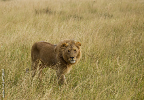 Lion in Masai mara national Park Kenia