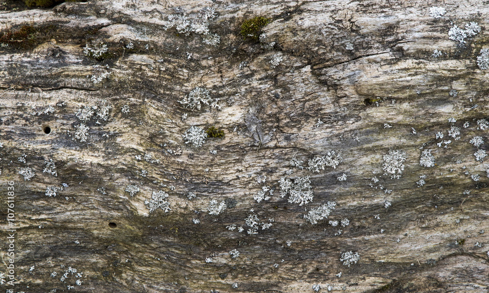 Lichen on old tree background Lichen on old tree background