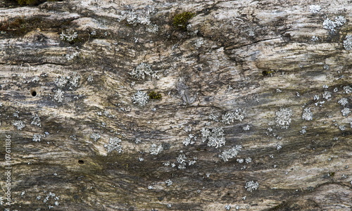 Lichen on old tree background