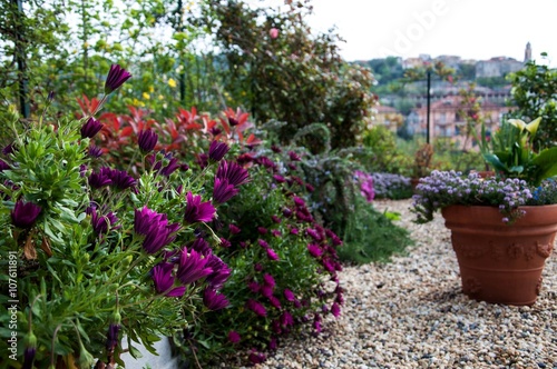 margherite viola in giardino