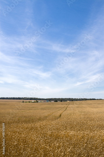 Wheat field at sunny day