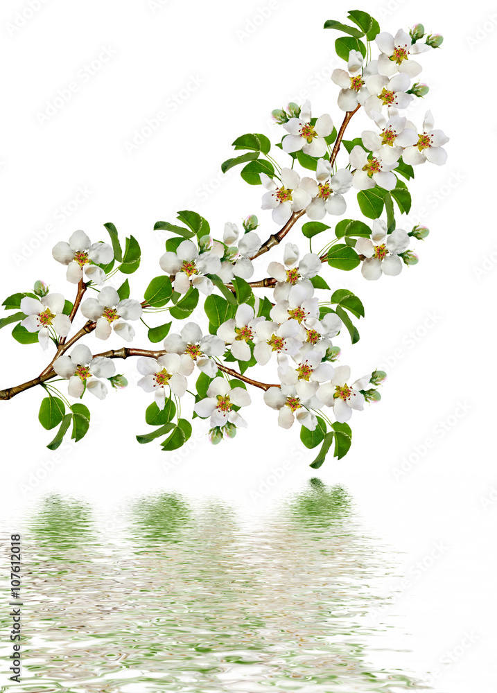 White pear flowers branch White pear flowers branch