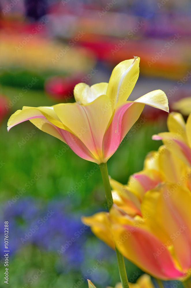 Naklejka premium Tulip at garden