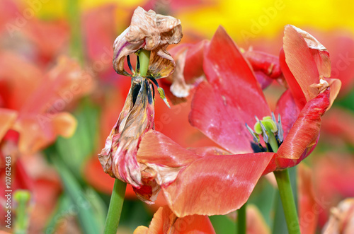 Fototapeta Naklejka Na Ścianę i Meble -  Dried tulip flower