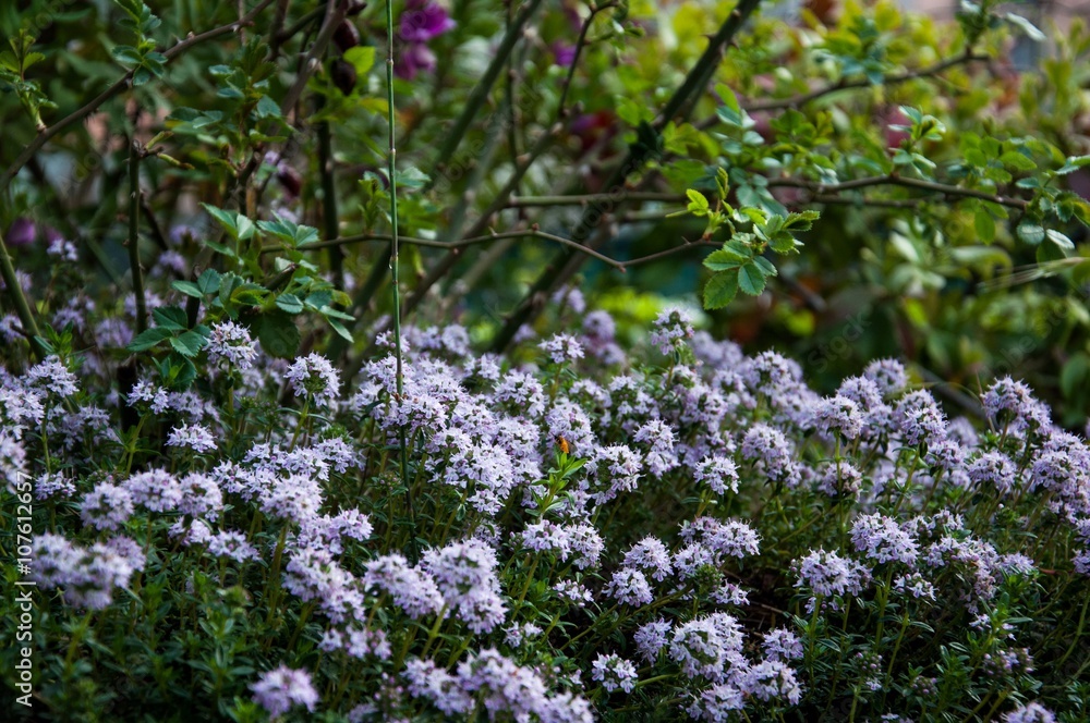 pianta aromatica in fiore pianta aromatica in fiore