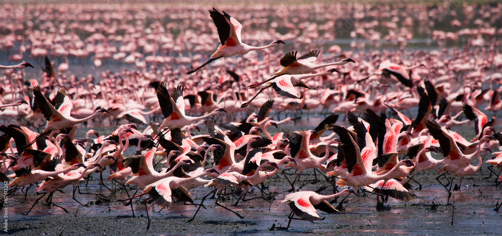Fototapeta premium Big group flamingos on the lake. Kenya. Africa. Nakuru National Park. Lake Bogoria National Reserve. An excellent illustration.