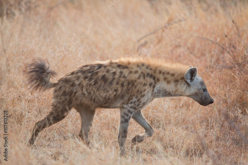 Spotted hyena  Crocuta crocuta   Kruger Park  South Africa
