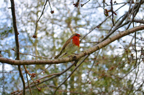 robin bird sitting on a tree in spring
