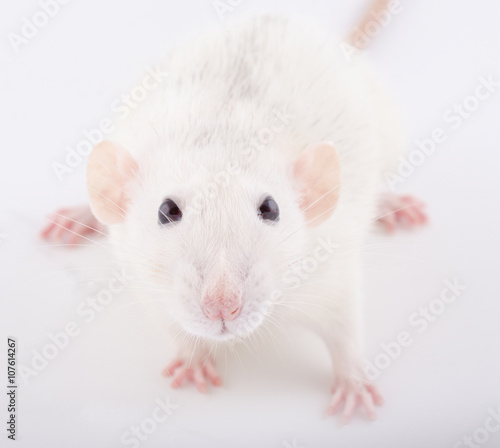 Closeup of a funny big-eared white rat (selective focus on the rat eyes)