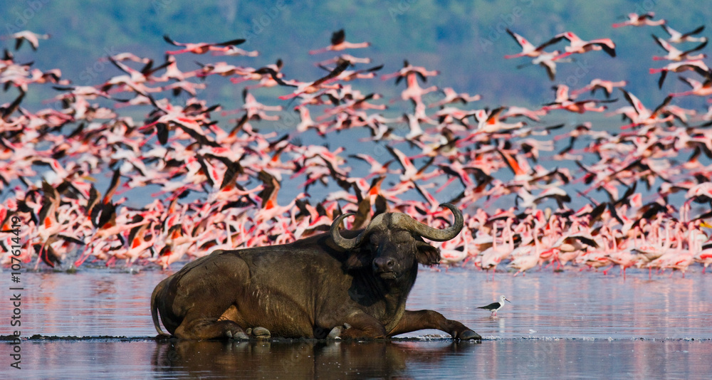 Naklejka premium Buffalo lying in the water on the background of big flocks of flamingos. Kenya. Africa. Nakuru National Park. Lake Bogoria National Reserve. An excellent illustration.