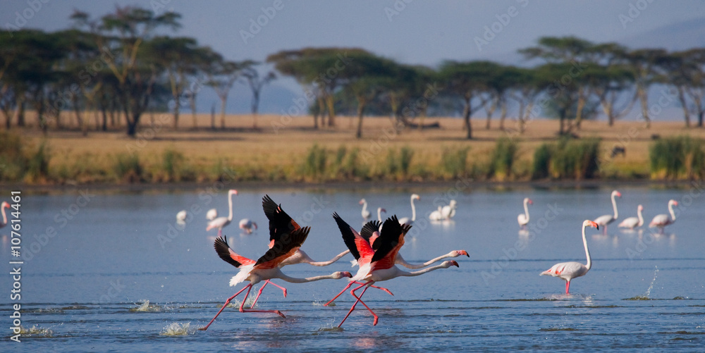 Obraz premium Group of flamingos before takeoff. Kenya. Africa. Nakuru National Park. Lake Bogoria National Reserve. An excellent illustration.
