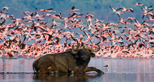 Buffalo lying in the water on the background of big flocks of flamingos. Kenya. Africa. Nakuru National Park. Lake Bogoria National Reserve. An excellent illustration.