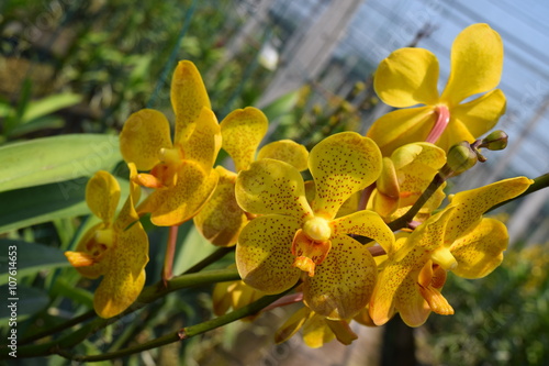 beautiful yellow mokara hybrid orchid flower in nursery photo