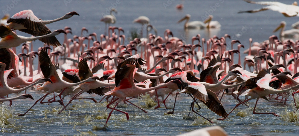 Naklejka premium Big group flamingos on the lake. Kenya. Africa. Nakuru National Park. Lake Bogoria National Reserve. An excellent illustration.