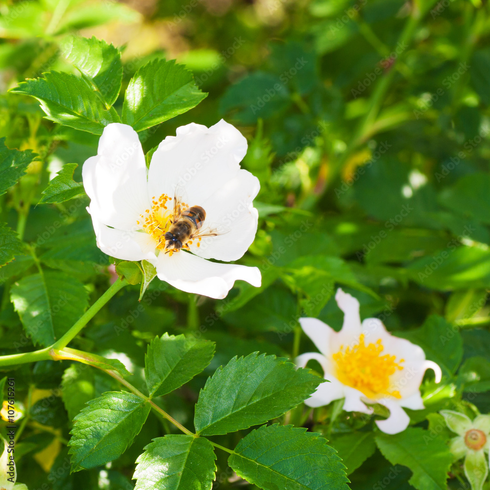 Obraz premium Flower with a Insect.