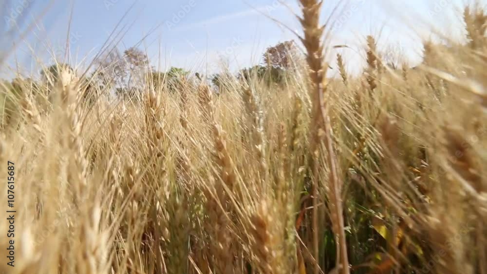Moving camera or walking inside of wheat field. Moving camera or walking inside of wheat field.