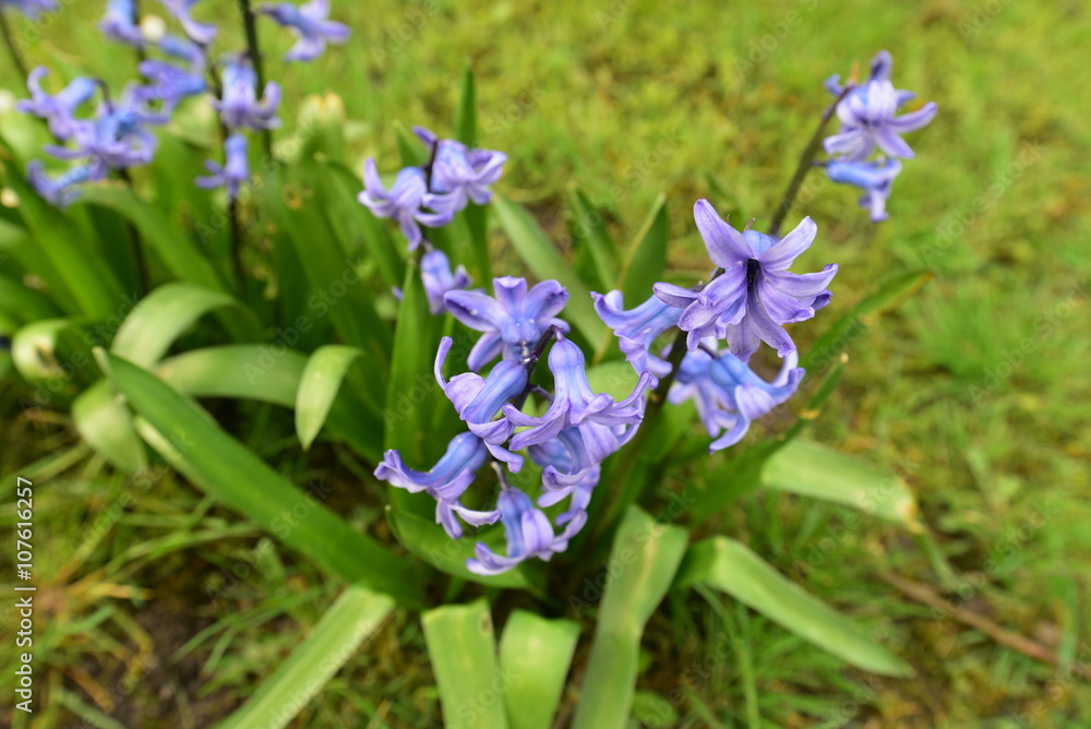 Hyazinthen, insbesondere die Gartenhyazinthe, blüht auf, wenn die Krokusse langsam verschwinden