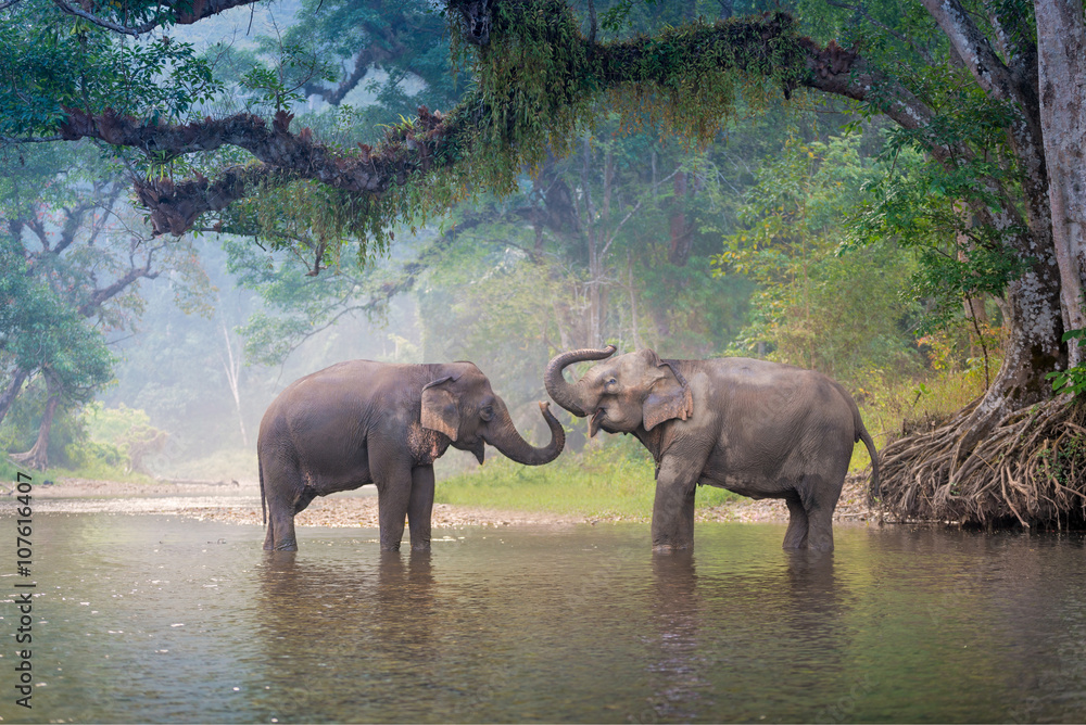 Fototapeta premium Słonie azjatyckie w naturalnej rzece w głębokim lesie, Tajlandia