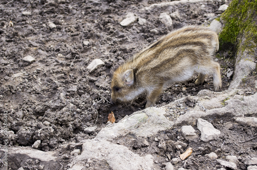 young boar fell asleep while standing