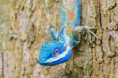 Chameleon on the tree photo