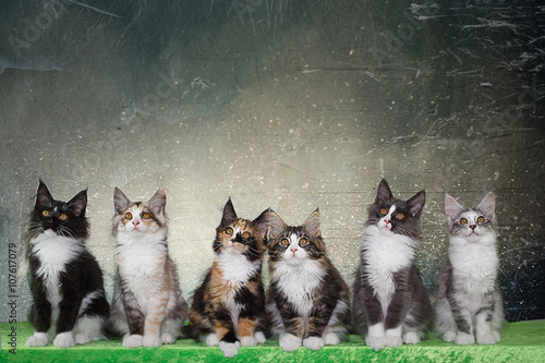 six maine coon cat in a row in the studio released! photo