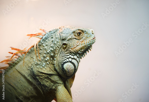 Fototapeta Naklejka Na Ścianę i Meble -  Close-up of Iguana