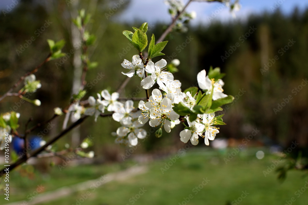 White flowers of the plum blossoms on a spring day in the park o White flowers of the plum blossoms on a spring day in the park o