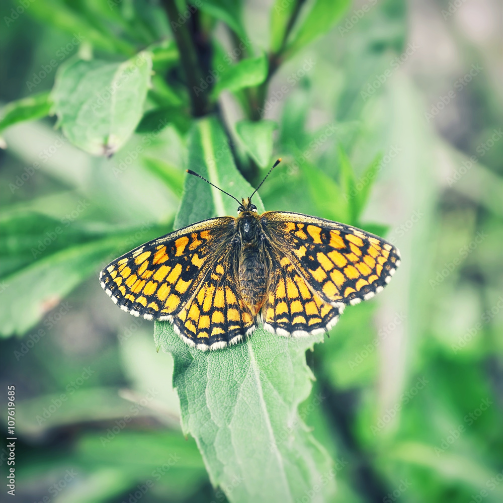 Obraz premium Orange butterfly sitting on leaves