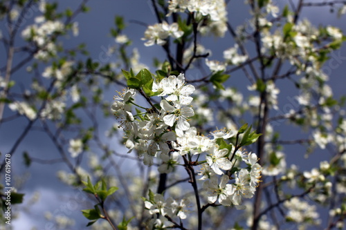 White flowers of the plum blossoms on a spring day in the park o