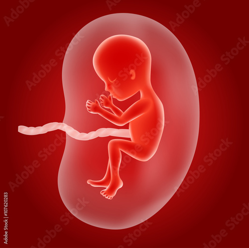 Illustration of Human fetus inside the womb