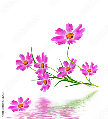 Cosmos flowers isolated on white background.