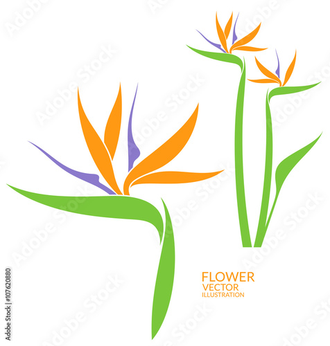 Bird of paradise. Tropical flower