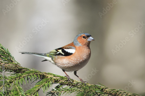 the young bird is a male Chaffinch sings on the branches of spruce in early spring in the Park