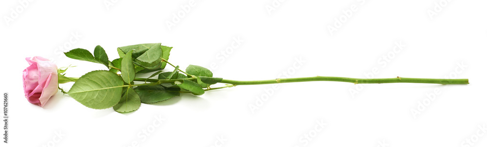 Obraz premium Single pink rose isolated