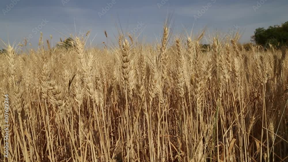 Dry wheat field and sky view