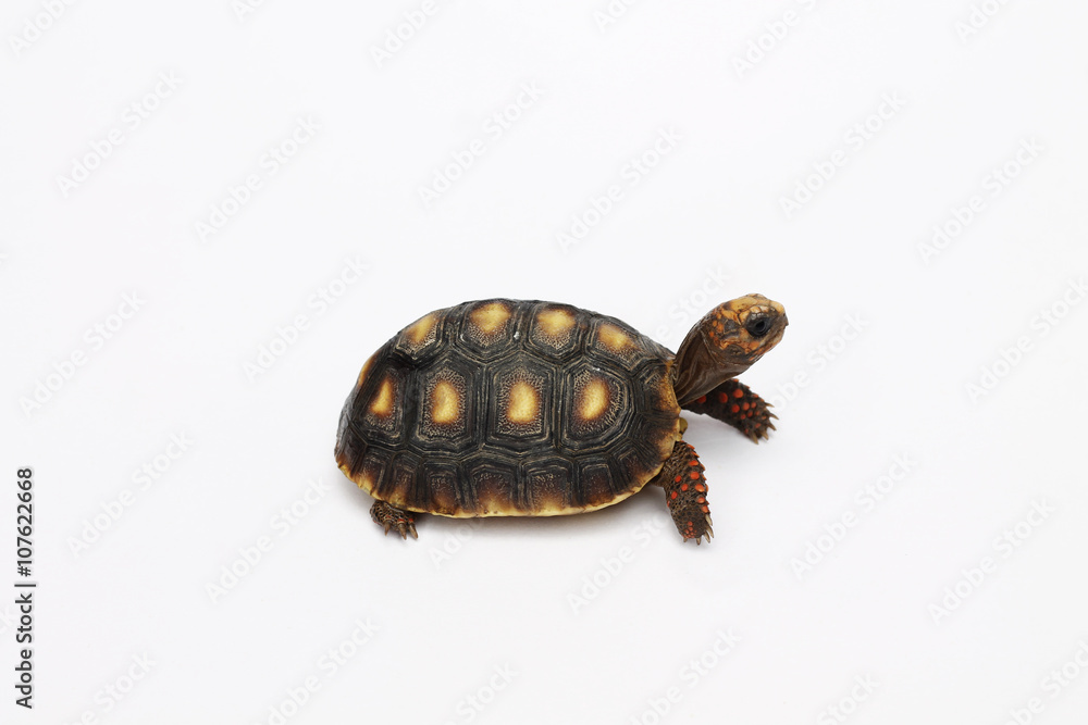 Obraz premium tortuga7