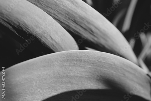 Black and white tullip flower leaves 