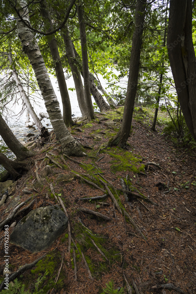 forest floor