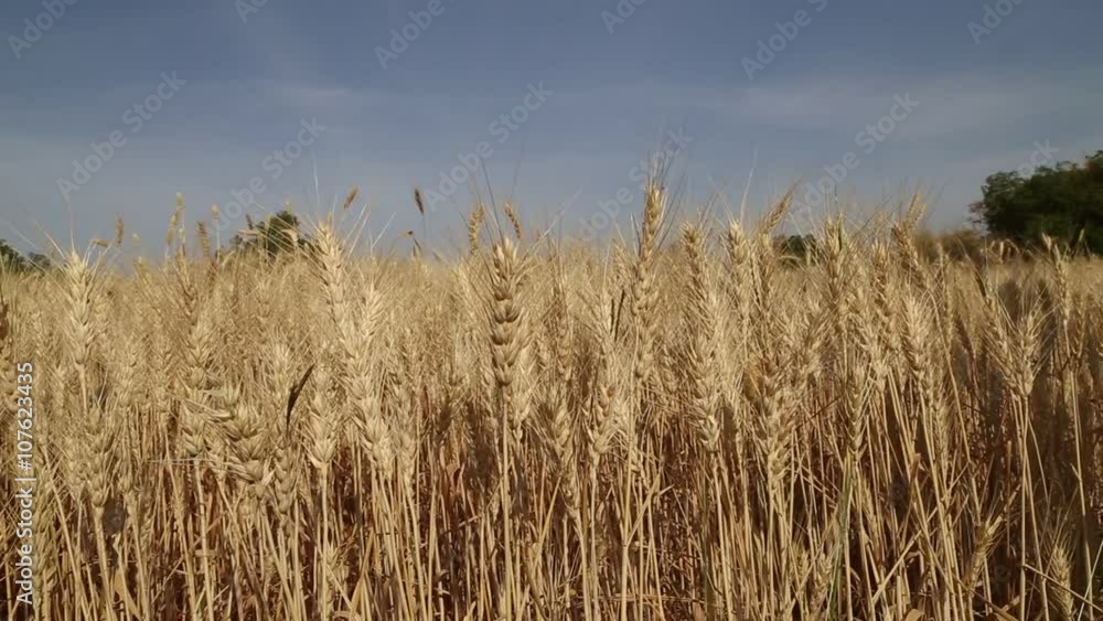 wheat field and sky view vertical panning shot wheat field and sky view vertical panning shot