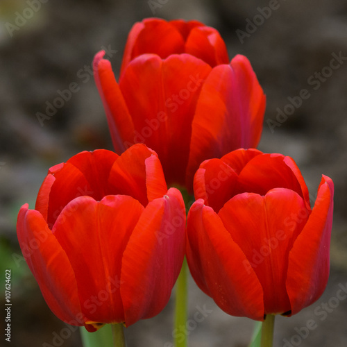 Three red tulips alone in the garden