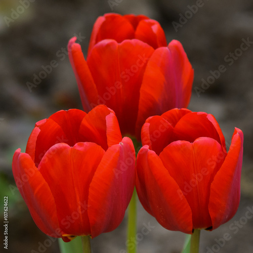 Three red tulips alone in the garden