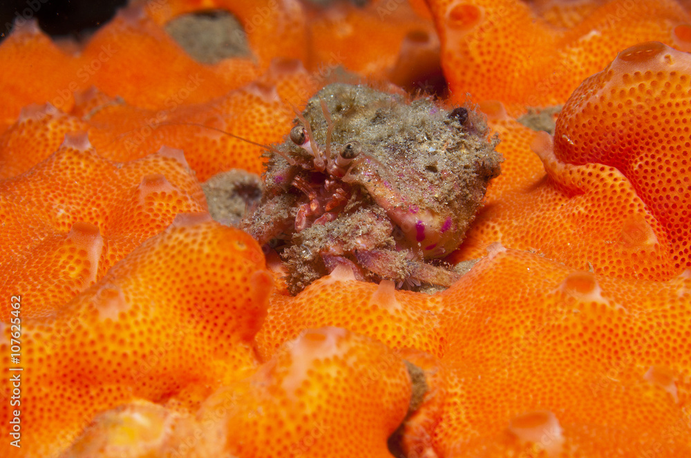 one small hermit crab anemones one small hermit crab anemones