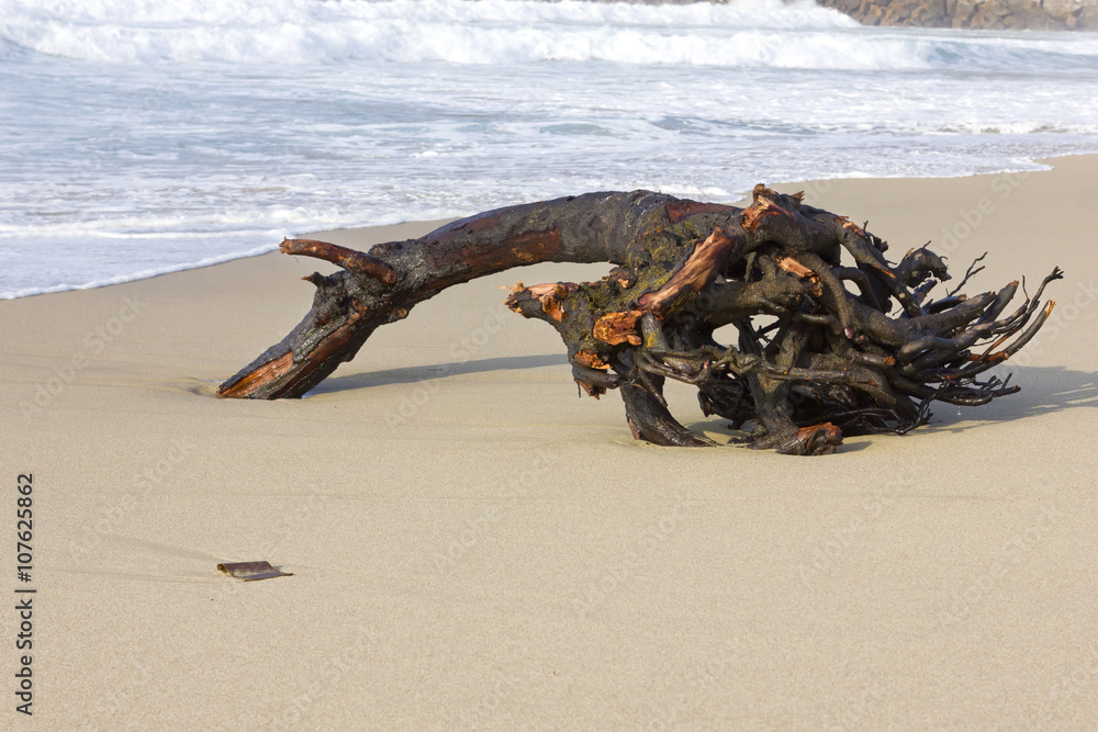 Isolated trunk in a beach