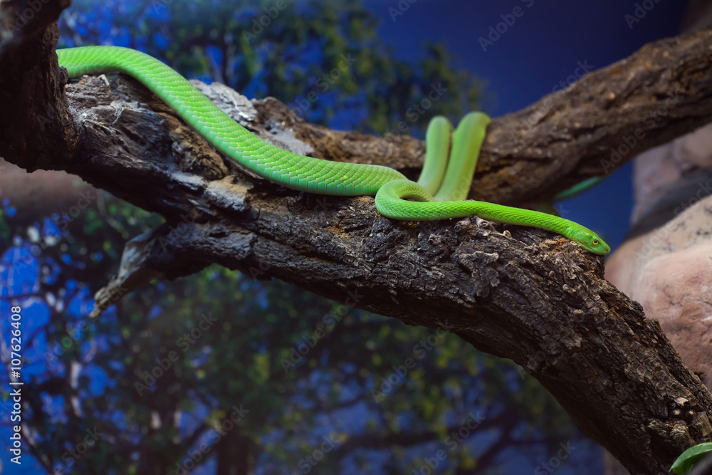 Naklejka premium Western green mamba (Dendroaspis viridis).