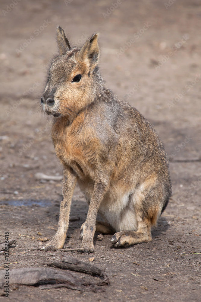 Obraz premium Patagonian mara (Dolichotis patagonum).