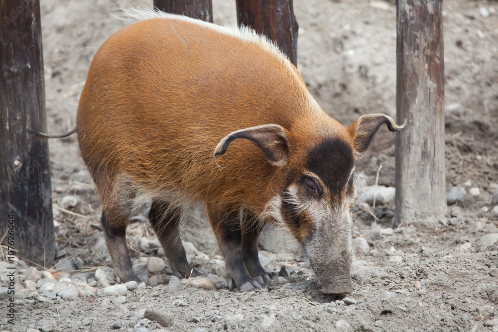 Red river hog (Potamochoerus porcus) Red river hog (Potamochoerus porcus)